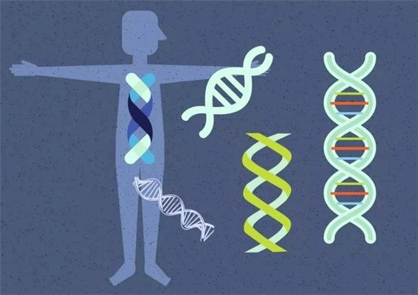 父母亲的基因会遗传12个特性给孩子