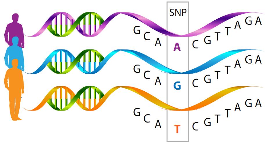 亲子鉴定str分型和snp检测的优缺点（STR分型与SNP的对比结果）